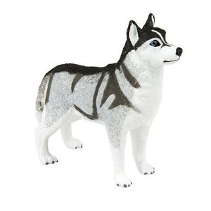 Caine - Husky Siberian | Safari imagine