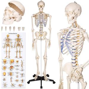 Model schelet anatomic imagine