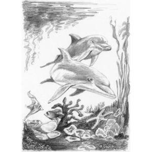 Schita creion incepatori-Delfini imagine