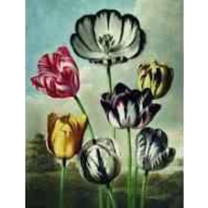 Puzzle 1000 piese - Pochon the Dybdhal v. Tulipes | Kiub imagine