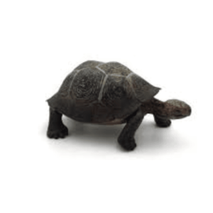 Figurina - Testoasa de desert | Safari imagine