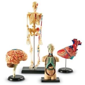Set machete - anatomie imagine