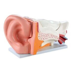 Imagine Mulaj urechea uman cu 6 parti, 42 x 24 x 16 cm, pentru uz didactic