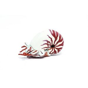 Imagine Figurina - Nautilus, Multicolor, 6 cm